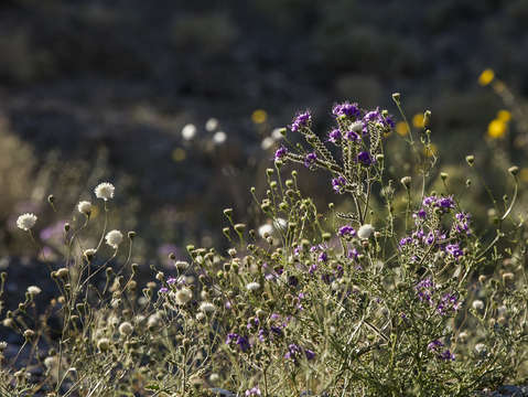 Spring flowers 2