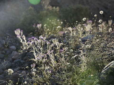 Death valley wildflowers