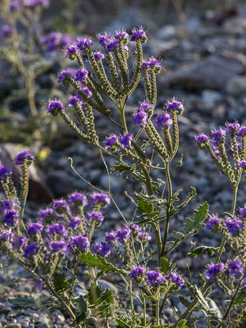 Desert wildflowers