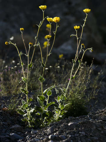 Desert gold