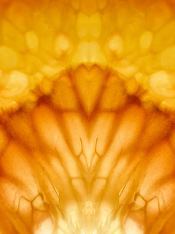 Citrus pattern ta 2222435