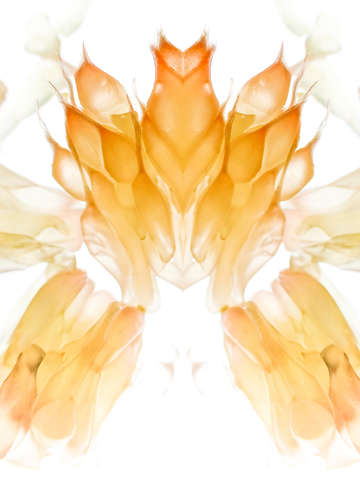 Citrus pattern ta 3032882