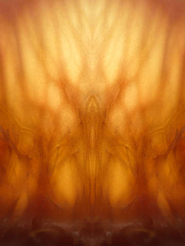 Citrus Pattern TA-3032924
