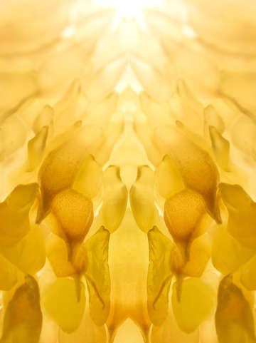 Citrus pattern ta 3032888