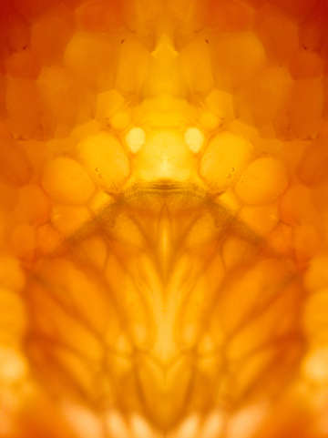 Citrus pattern ta 3032999