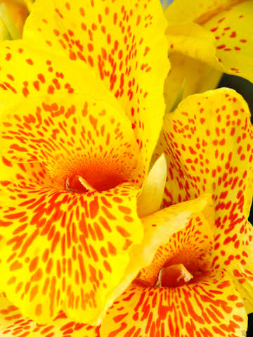 Yellow spots