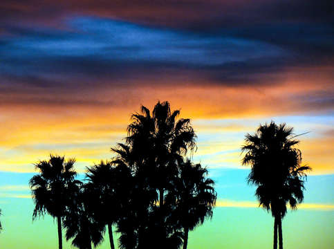 Sunset with palm trees