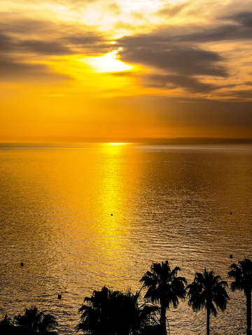 Sunrise with gold water and palm trees