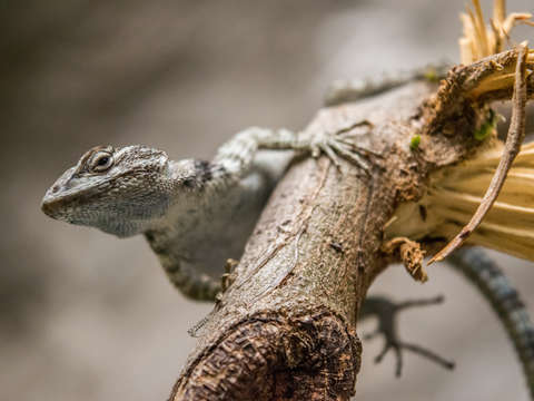 Watchful eye 3