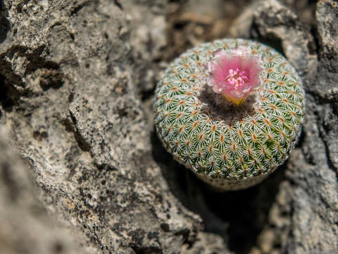 Cactus in bloom 2