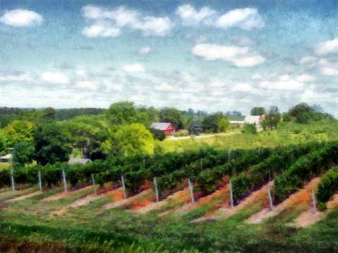Mission point vineyard