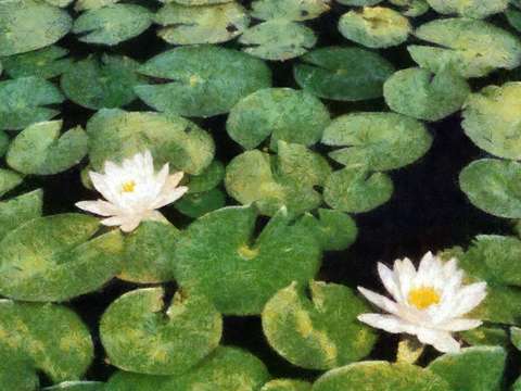 Water lilies 3