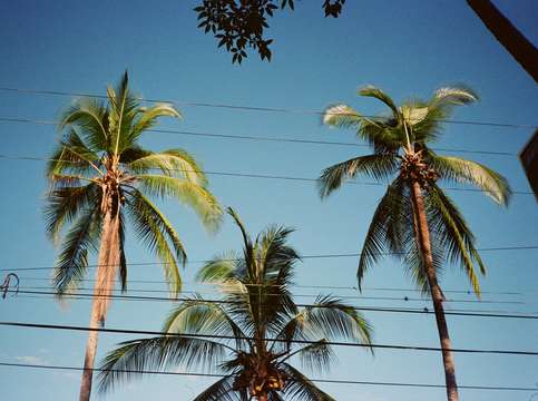 Palm trees 2