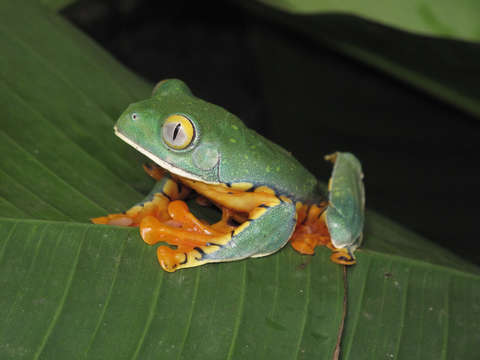 Tree frog