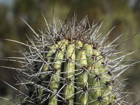 Cactus closeup