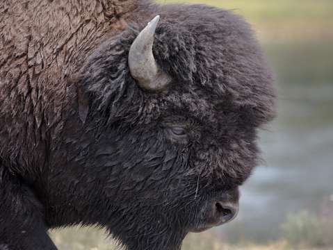 American buffalo