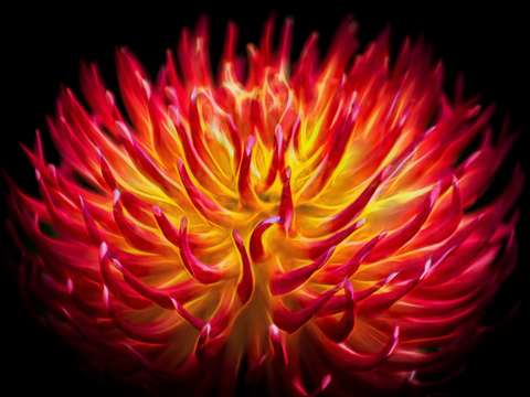 Dancing flower