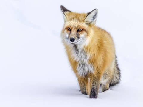 Winter fox 8226