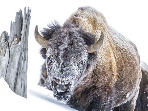 Snow mask bison 9176