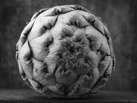 Artichoke black and white still life two