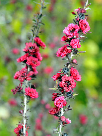 Pink heather