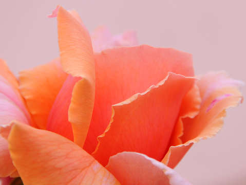 Orange peach rose