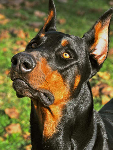 My doberman