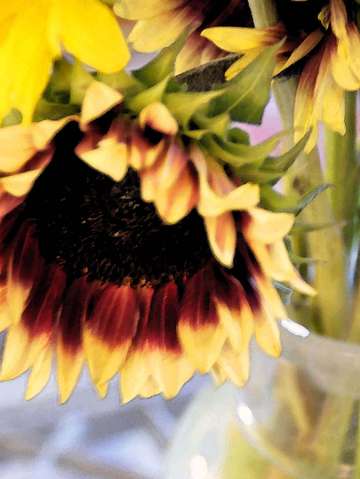 Sunflower 10
