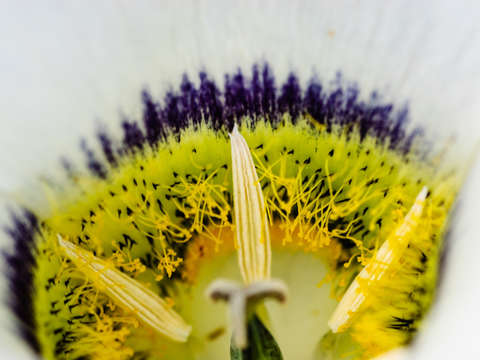 Sego lilly detail