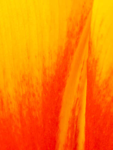 Flaming tulip
