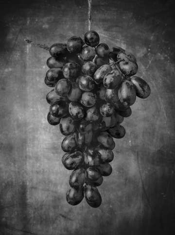 Hanging grapes