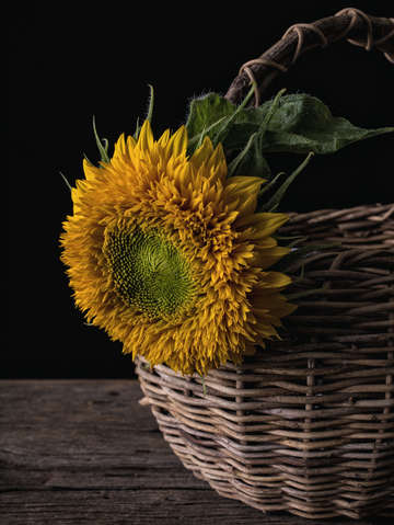 Sunflower basket