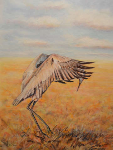 Sandhill crane promenade