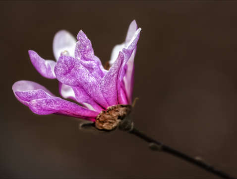 Magnolia 10