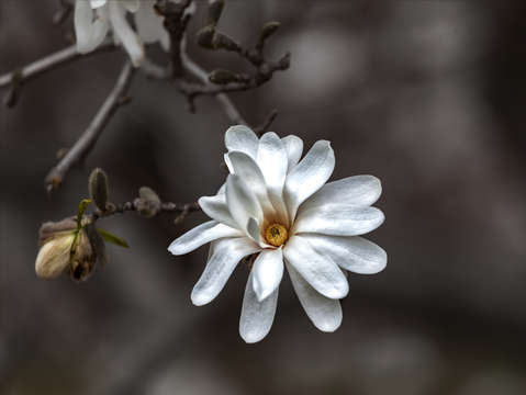 White magnolia 2