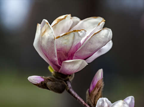 Windblown magnolia