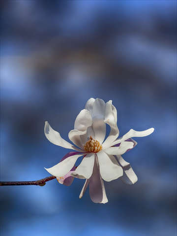 White magnolia 2 2