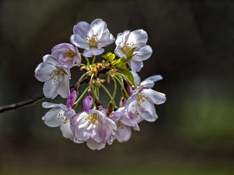 Cherry blossoms 4