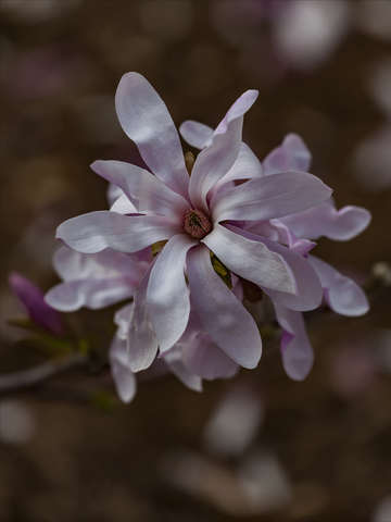 Magnolia blossom 3 2