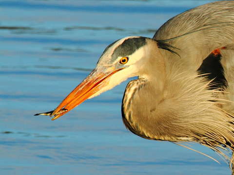 Heron hunt