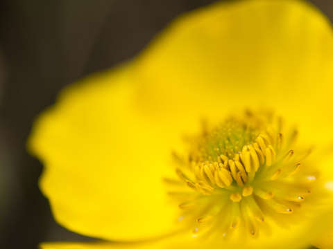 Buttercup