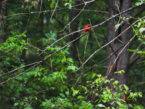 Cardinal 2