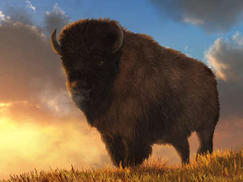 Buffalo at dawn