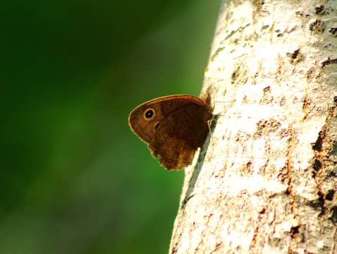 Moth