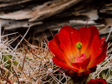 Flowering cactus