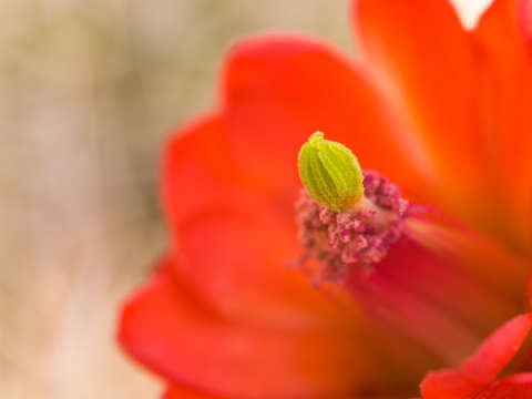 Cactus flower 2