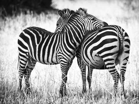 Zebra love