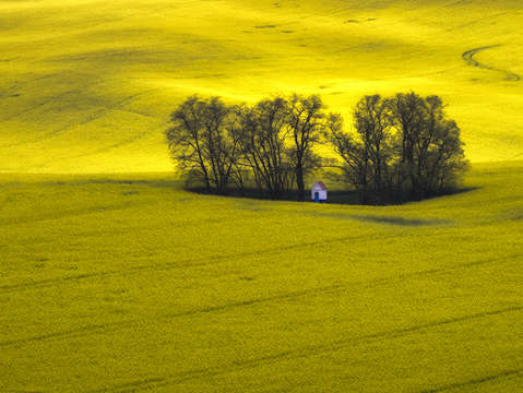 Yellow sea