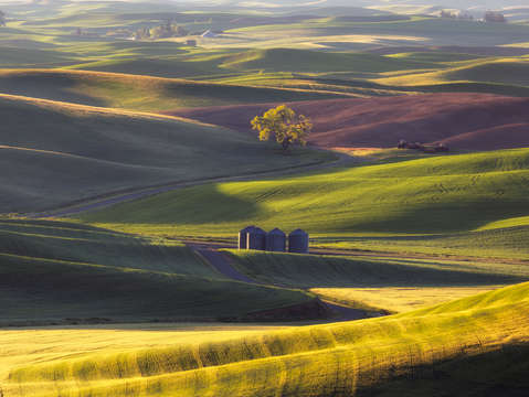 The golden tree 2