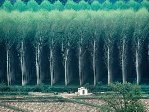 Eucalyptus Trees